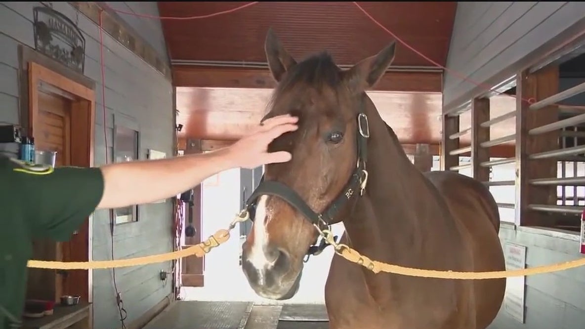 OCSO's Mounted Patrol: Deputies and horses work hand and hoof